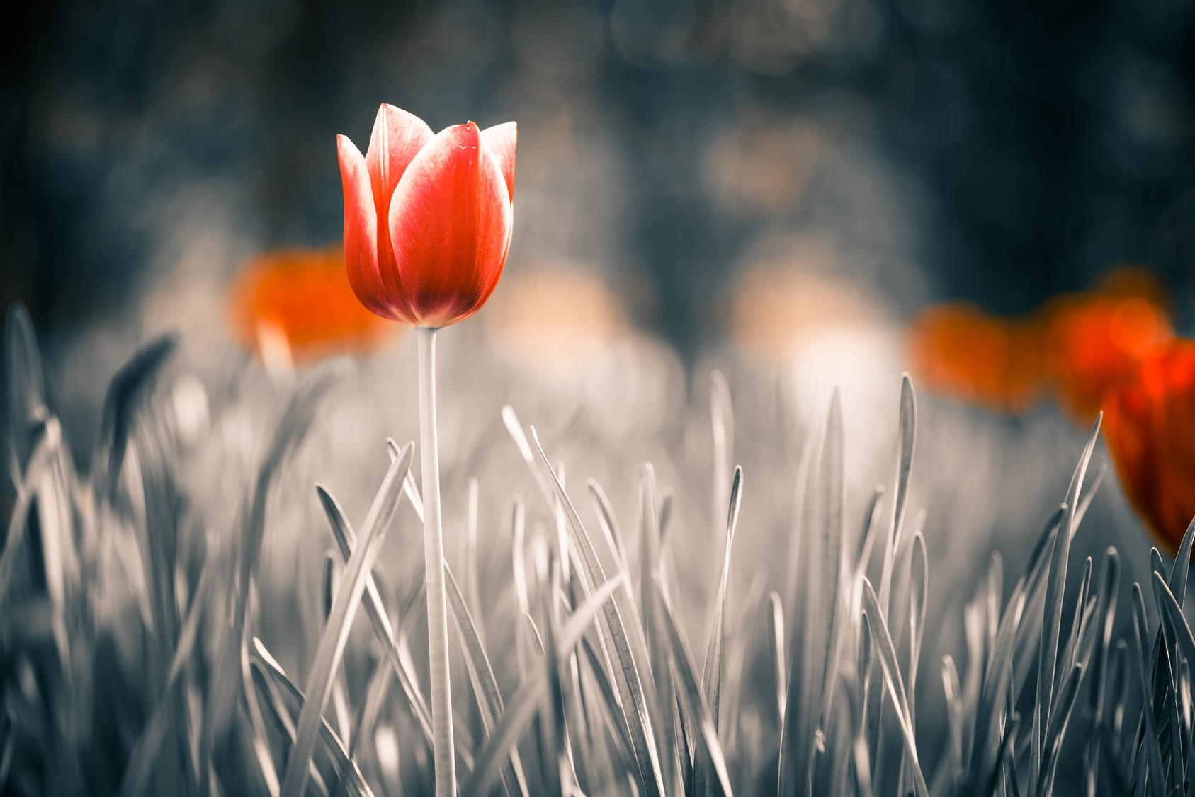 Fotolia 64764602 M